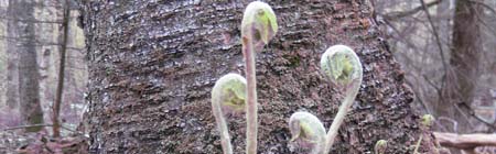 fern crosiers